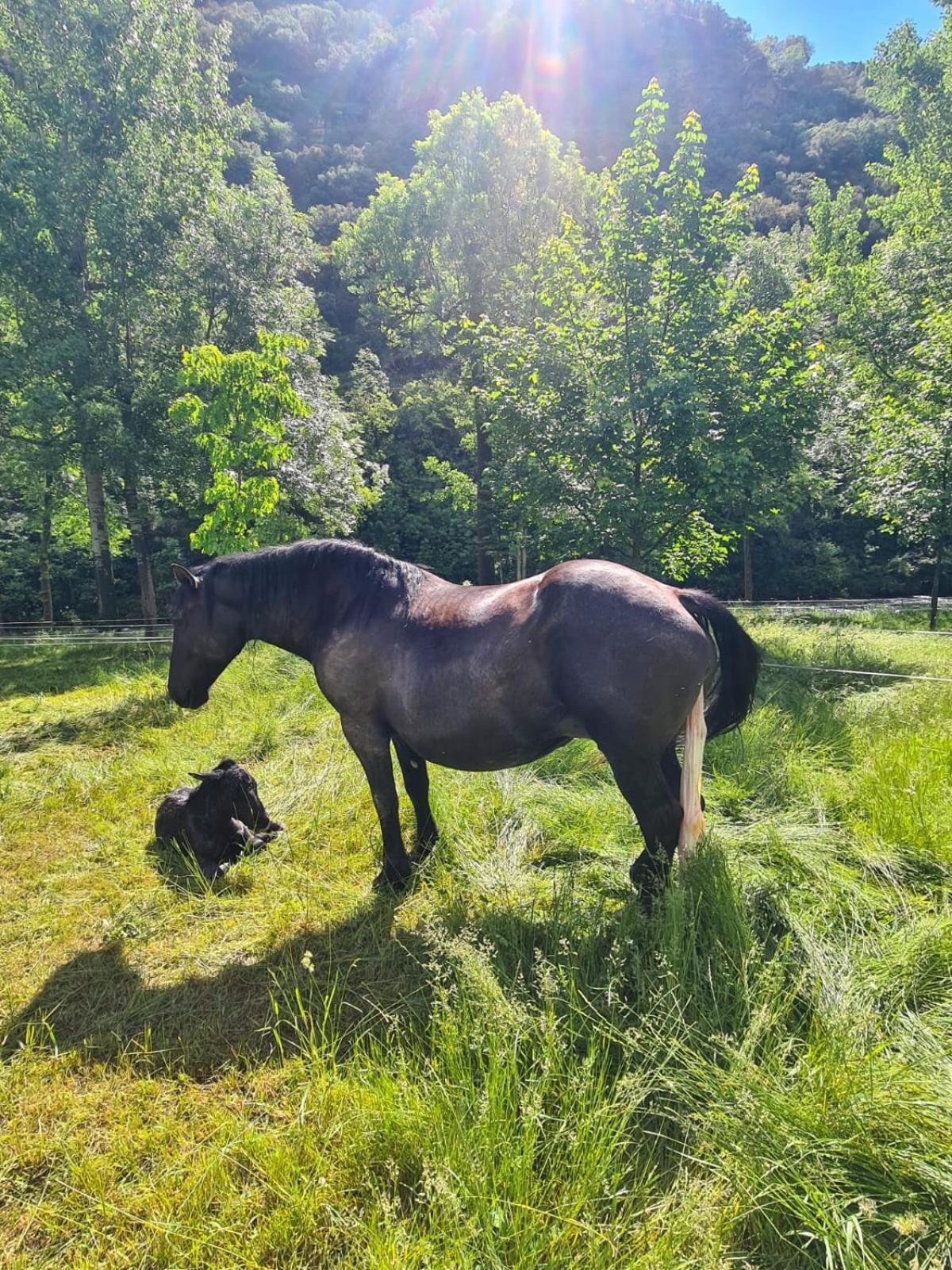 Apartaments Sort Pirineus Luaran gambar